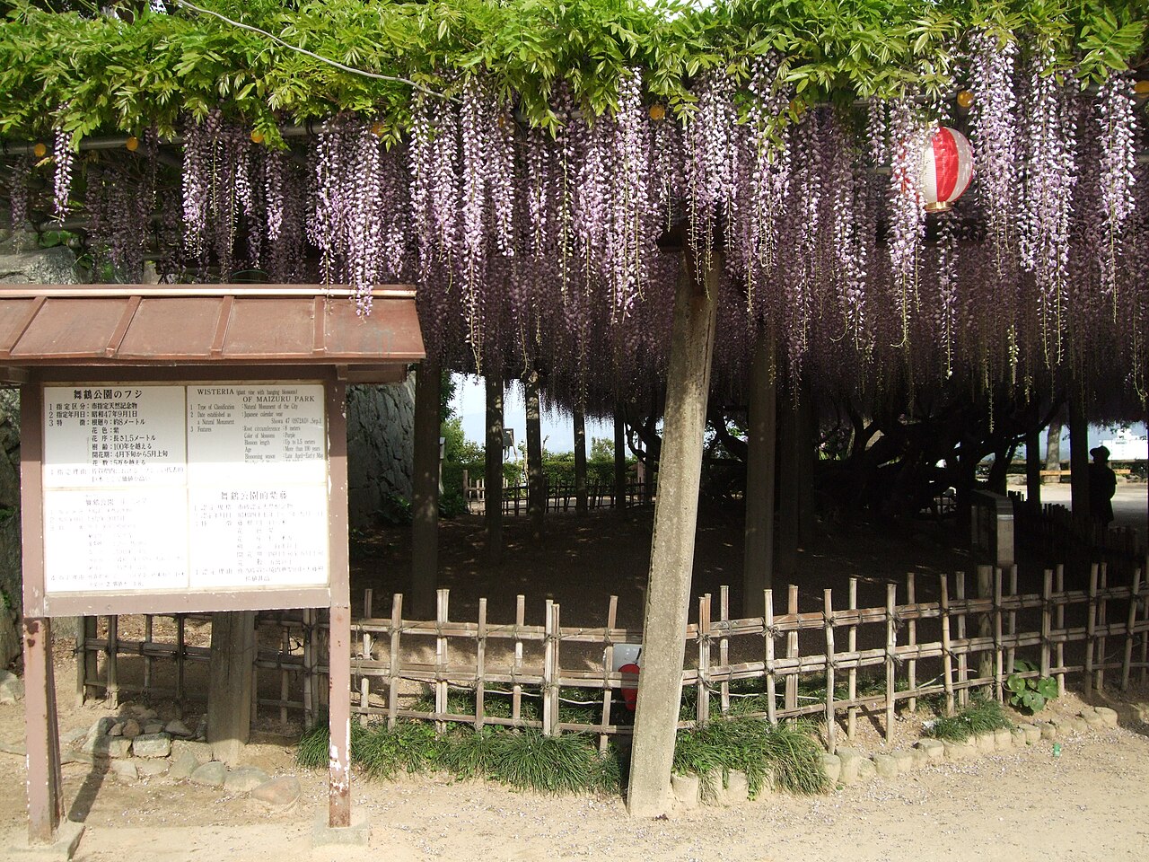 唐津城の藤棚に咲く藤の花